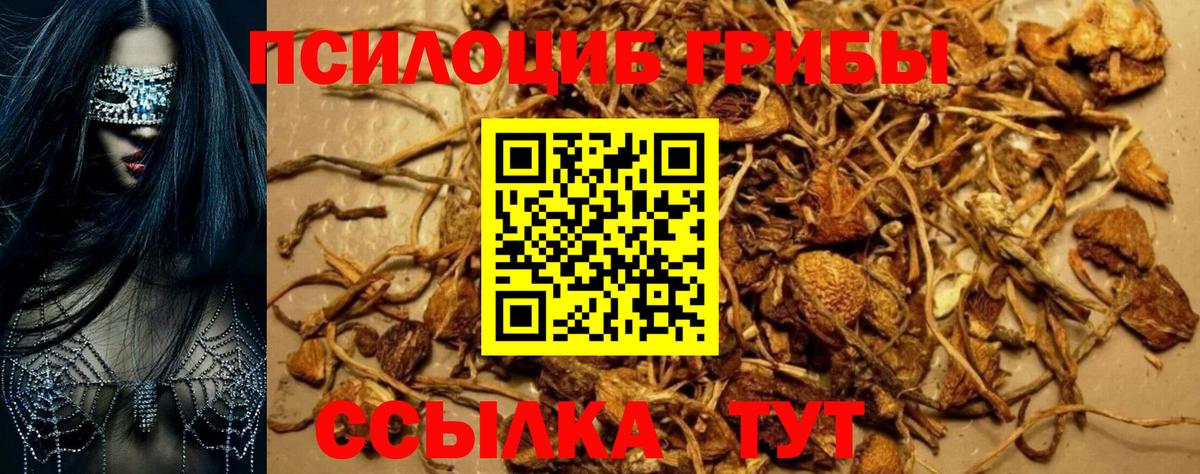 Азнакаево  Псилоцибиновые грибы Psilocybe  Вход с VPN 